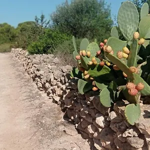Estudio Cala Saona